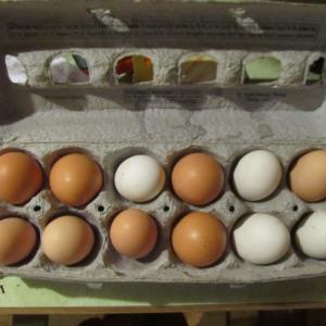 dozen-eggs