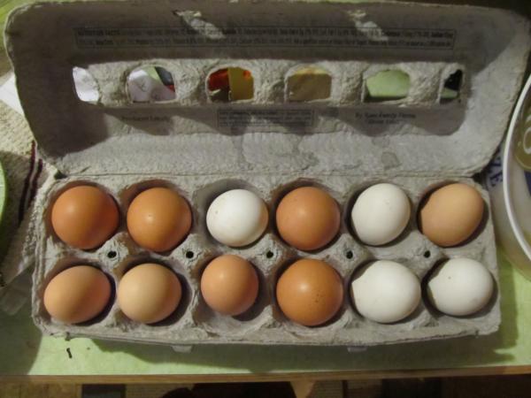 dozen-eggs