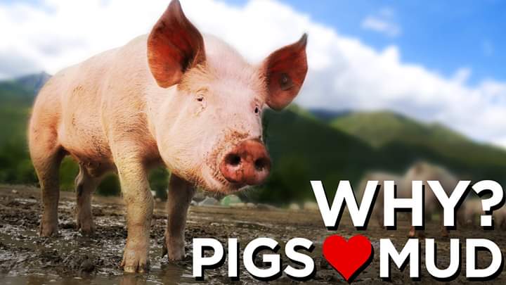 pigs-love-mud-thumbnail