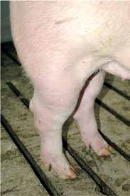swine-feet